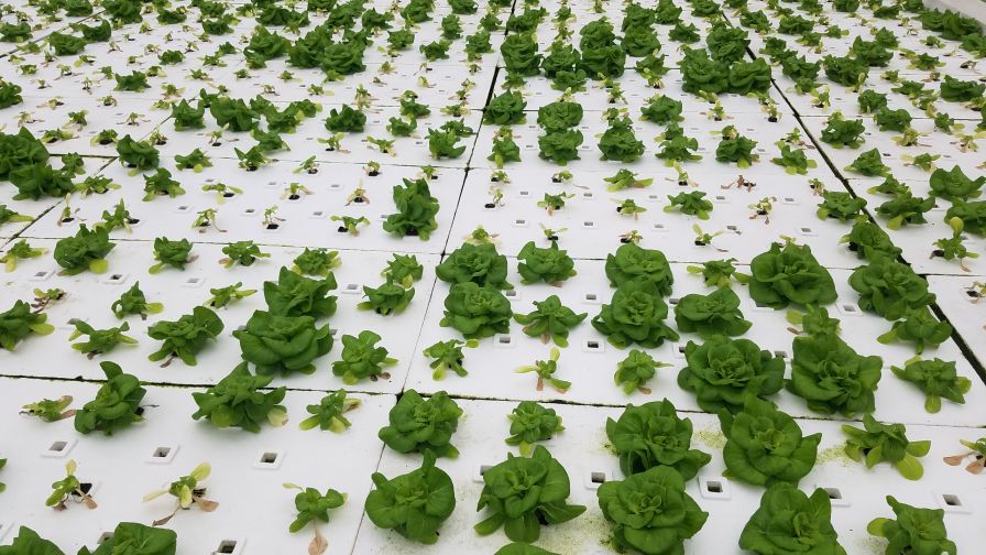 McGehee_Hydroponic_Lettuce