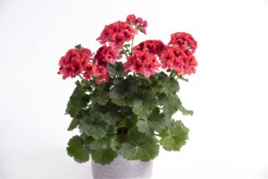 Pelargonium ‘Orange Glow’ (Westhoff)