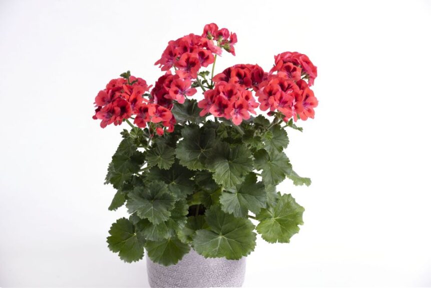 Pelargonium ‘Orange Glow’ (Westhoff)