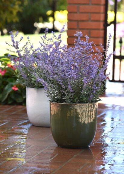 Perovskia 'Bluesette' (Kieft Seed)