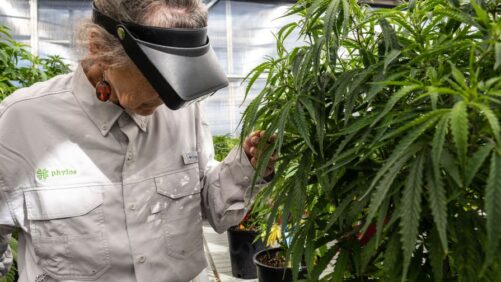Phylos Bringing Production-Ready Seed to Canada