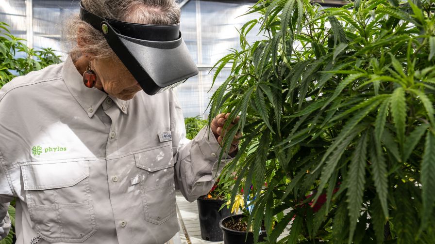 Phylos Cannabis Data Science organigram