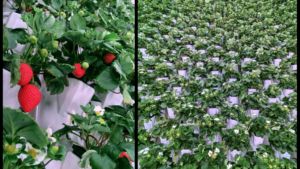 Virginia Will Soon Be Home to World’s Largest Vertical Farm