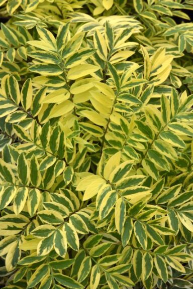 Polemonium ‘Golden Feathers’ (Darwin Perennials)