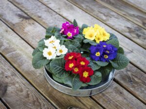 Primula Dania Series (Sakata Ornamentals)