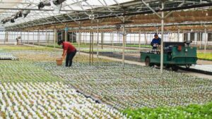 11. How Sedan Floral Tackles Efficiency Unconventionally