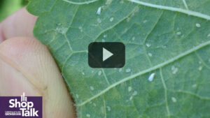 Watch Out for All Life Stages of Greenhouse Whiteflies
