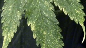 Cannabis Pests Take Center Stage at Biocontrols Conference