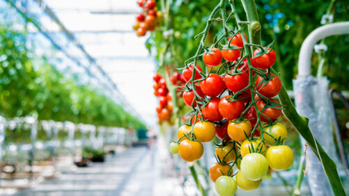Will Carbon Footprint Be the Achilles Heel of Indoor Farming?