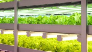 Unfold Commits to Product Development for Indoor Vegetable Production