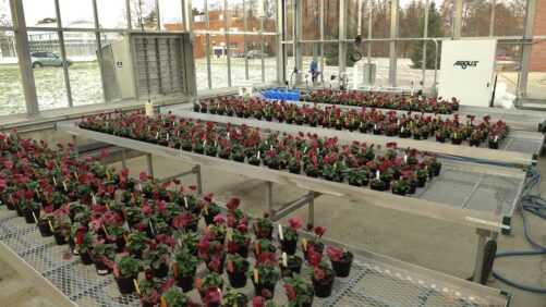 The Relationship Between Biostimulants and the Growing Environment
