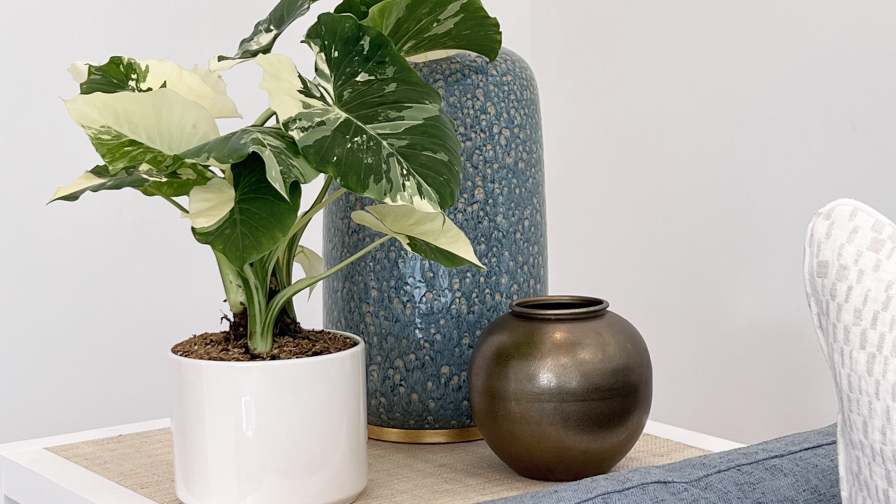 Alocasia Dawn 1