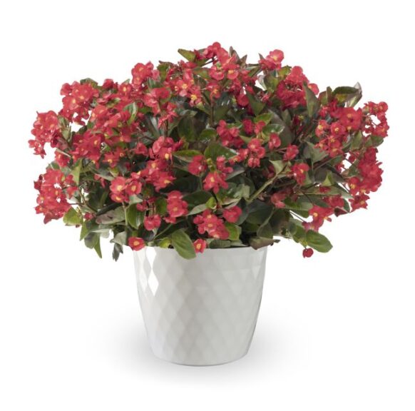 Begonia 'Bionic Green Leaf Red' (Syngenta Flowers)
