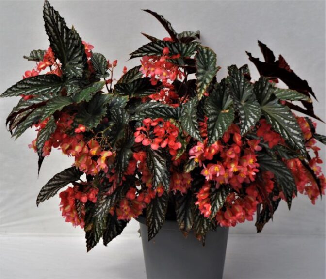 Begonia 'Citizen Cane Pink' (Green Fuse Botanicals)