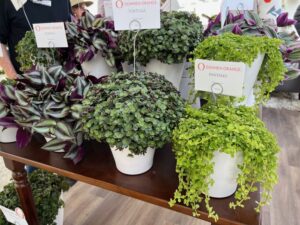 Houseplants at Dümmen Orange