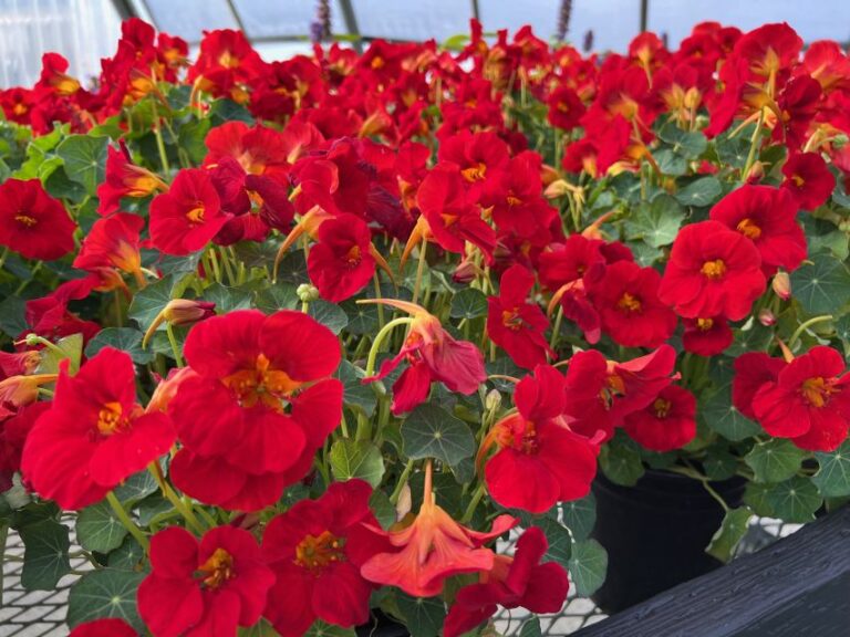 Experimental Nasturtiums at Takii