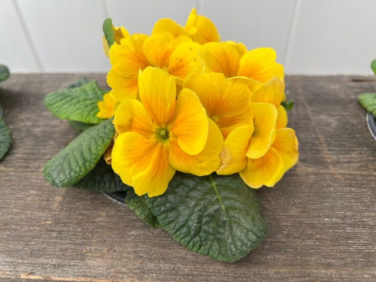 Primula 'Dania Golden Yellow' at Sakata