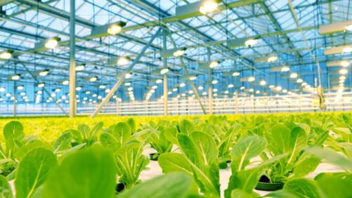 Wageningen University Offers a Step-by-Step Guide to Circular Horticulture