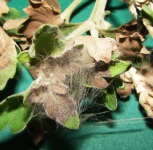 Chrysanthemum, Rhizoctonia Web Blight