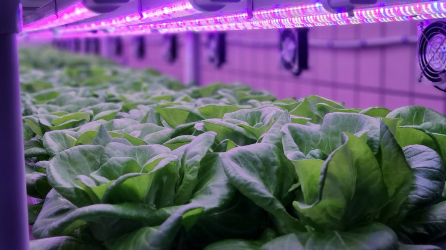 Vegetables are growing in indoor farm Controlled Environment Agriculture CEA Summit East
