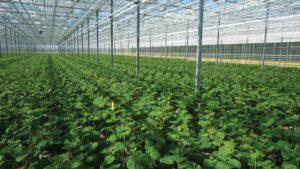 Wind Power for Greenhouses Taking Shape in Canada