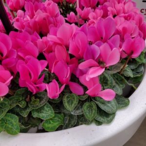 Cyclamen 'Smartiz Rose Bengal' (Ch. Morel)