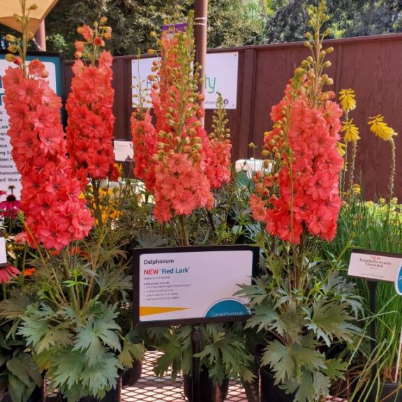 Delphinium 'Red Lark' (Darwin Perennials)