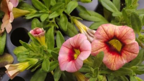 Watch Out for This New Calibrachoa Virus