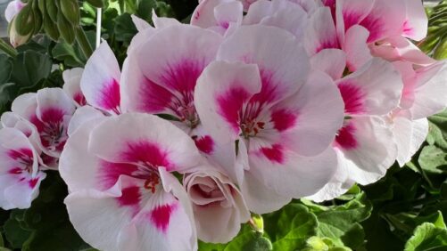 California Spring Trials 2022: Highlights from Dümmen Orange’s Plant Displays
