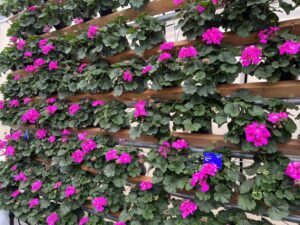 6. Mantra Geranium Series (Syngenta Flowers) 
