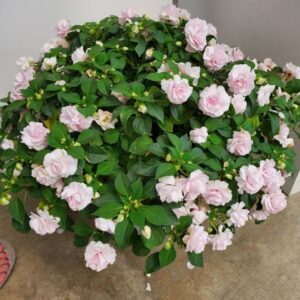 Glimmer Double Impatiens (Ball FloraPlant)