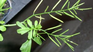 Tips on Winter and Spring Control of a Common Greenhouse Weed