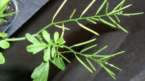 Tips on Winter and Spring Control of a Common Greenhouse Weed