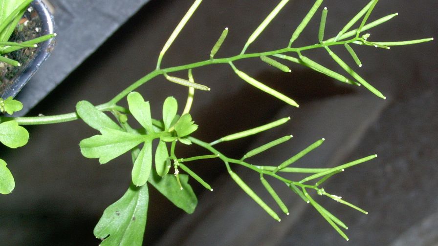 Hairy Bittercress