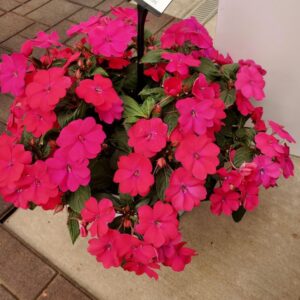 Interspecific Solarscape Impatiens (PanAmerican Seed)