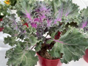 10. Kale ‘Candy Crush Pink’ (Prudac)