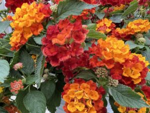5.    Lantana Bandolista Series (Syngenta Flowers)
