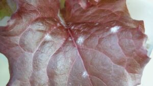 Top Greenhouse Powdery Mildew Control Strategies You Need to Know