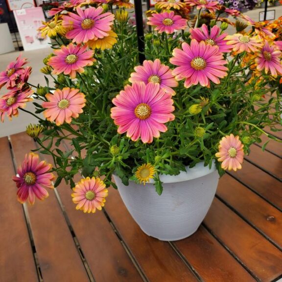Osteospermum 'Zion Pink Sun' (Selecta)