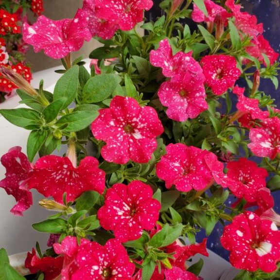 Petunia 'Headliner Strawberry Sky' (Selecta)