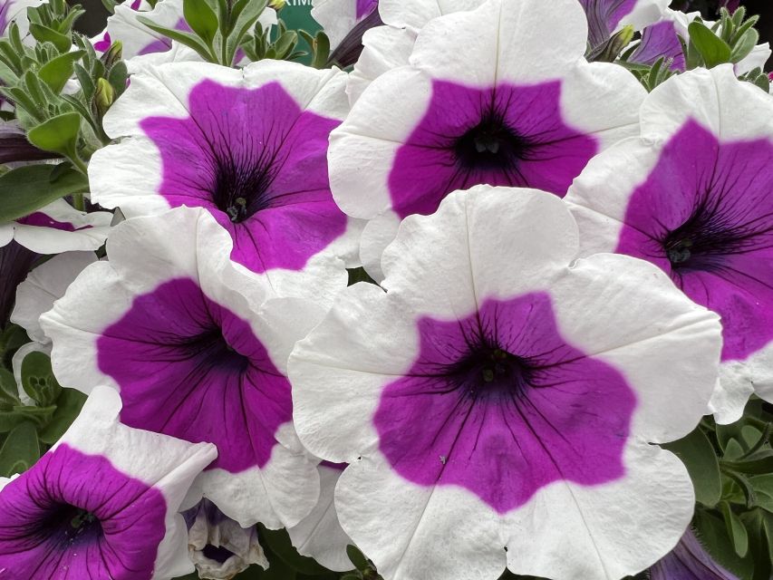 Petunia Rimarkable from Danziger