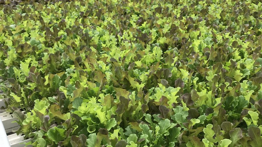 Prospiant Lettuce vegetable greenhouses