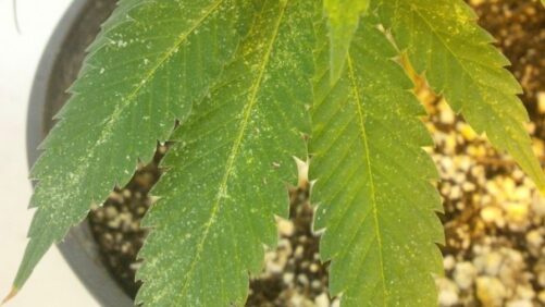 Playing Plant Detective: How to Identify Insect “Fingerprints”