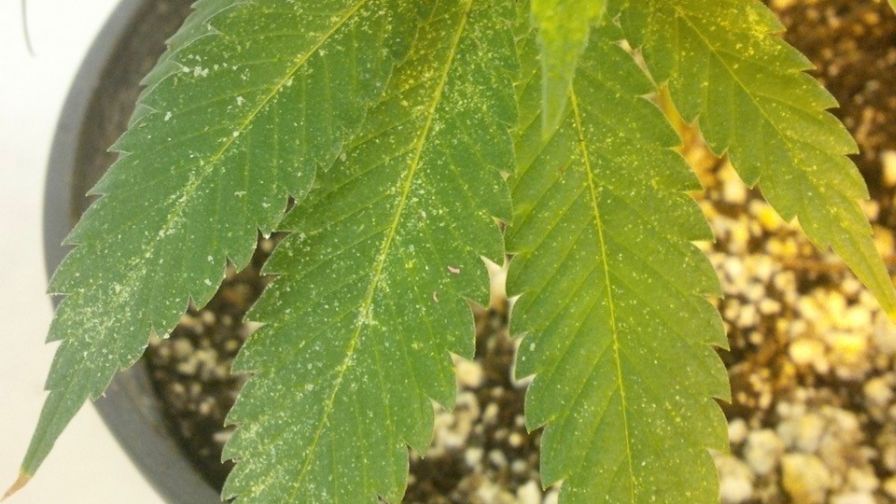 Ryan Douglas Spider Mite insect Damage in Cannabis