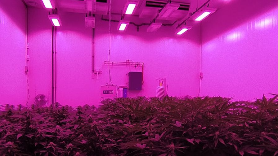 Signify Perfect Plants Web MegaDrive (from CA Lightworks)