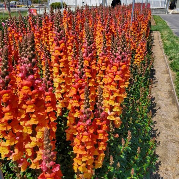 Snapdragon 'Maryland Dark Orange' (BloomStudios)