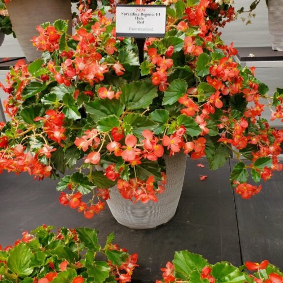 Spreading Hula Begonias (PanAmerican Seed)