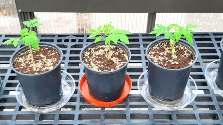 Sustainable Growing Media in Greenhouse Vegetables