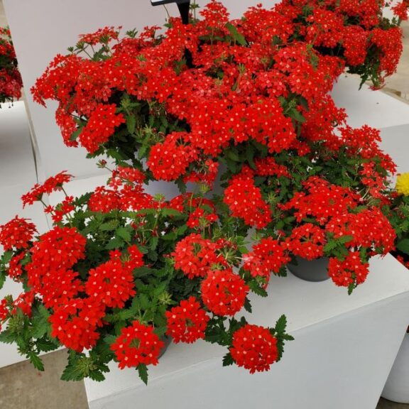 Verbena 'Lascar Orange Lava' (Selecta)