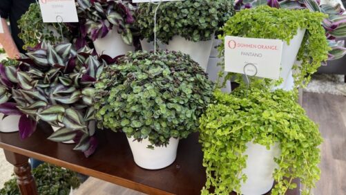 Dümmen Orange Enters Tropicals Market With Its Welcome to the Jungle Program